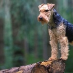 Welsh Terrier wallpapers for desktop