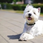 West Highland White Terrier pics