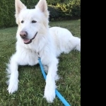 White Shepherd full hd