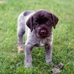 Wirehaired Pointing Griffon hd wallpaper