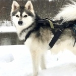 Alaskan Klee Kai hd