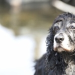 Alpine Spaniel background