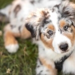 Australian Shepherd new wallpaper