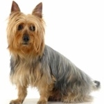 Australian Silky Terrier photos