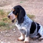 Basset Bleu de Gascogne full hd