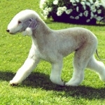 Bedlington Terrier hd