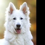 Berger Blanc Suisse pics