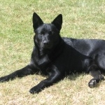 Black Norwegian Elkhound cute