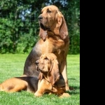 Bloodhound hd photos