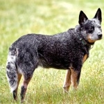 Blue Heeler breed