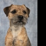 Border Terrier breed