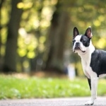 Boston Terrier image