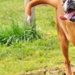 Boxer breed breed