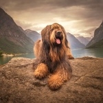 Briard free