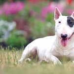 Bull Terrier 2025