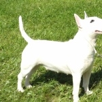 Bull Terrier (Miniature) high definition photo