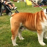 Bulldog download