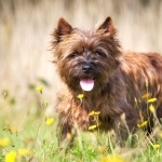 Cairn Terrier widescreen