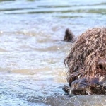 Cantabrian Water Dog high definition photo