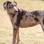 Catahoula Cur photo