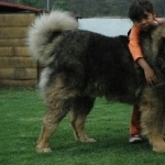 Caucasian Shepherd Dog cute