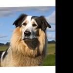 Cumberland Sheepdog new photos