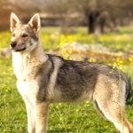 Czechoslovak Wolfdog wallpapers hd