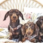 Dachshund breed