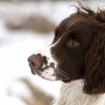 French Spaniel background