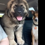 Georgian Shepherd Dog photo