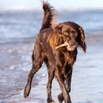 German Longhaired Pointer image