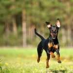 German Pinscher 2025