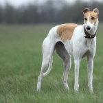 Greyhound high definition photo