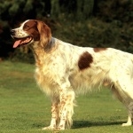 Irish Red and White Setter background