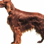 Irish Setter widescreen