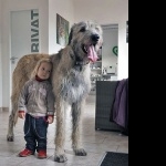 Irish Wolfhound photos