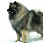 Keeshond wallpapers