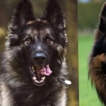 King Shepherd full hd