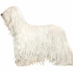 Komondor high definition wallpapers