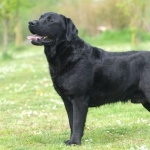 Labrador Retriever hd pics