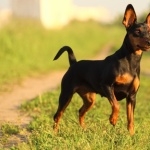 Miniature Pinscher widescreen