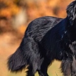 Newfoundland breed new photos