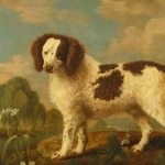 Norfolk Spaniel cute