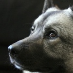 Norwegian Elkhound pics