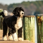 Portuguese Water Dog background