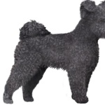 Pumi breed download