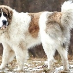 Pyrenean Mastiff wallpapers hd