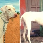 Rajapalayam breed image