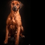 Rhodesian Ridgeback download wallpaper