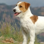 Russell Terrier photo